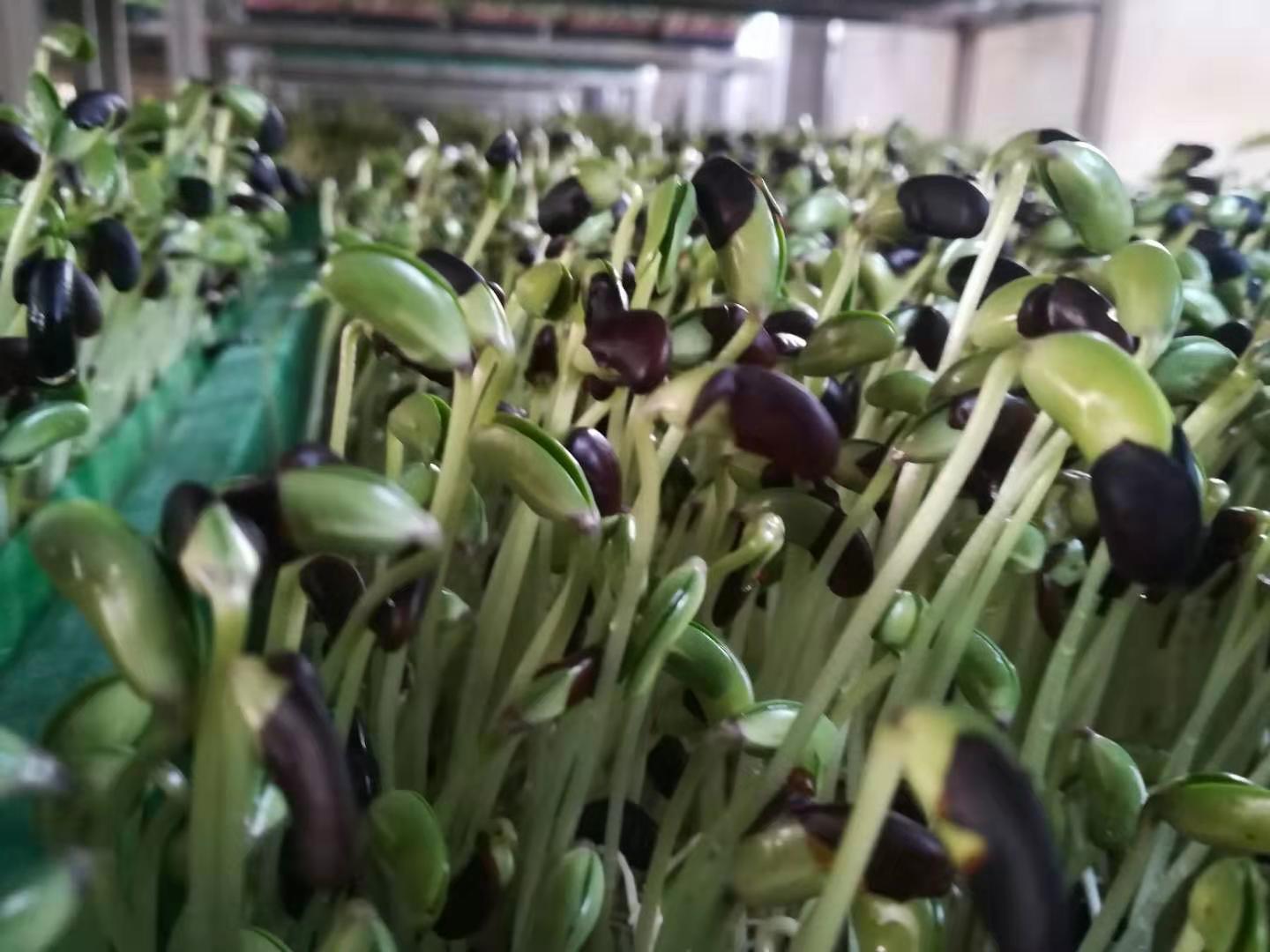 黑豆的种植技术 - 2020年最新商品信息聚合专区 - 百度爱采购