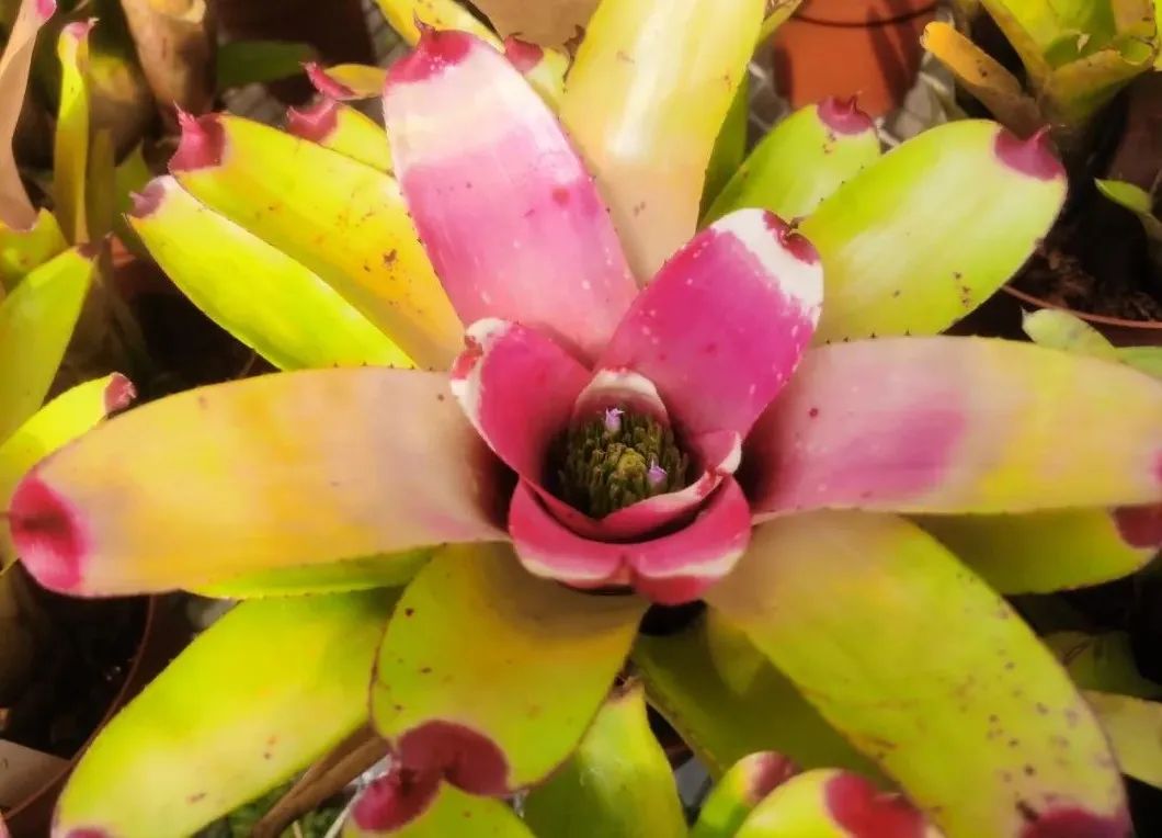 云赏花丨最灿烂的凤梨——彩叶凤梨属