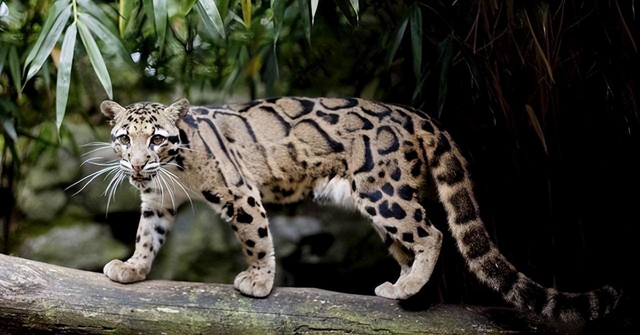 南方主流猛兽的蛰伏:广东连山的神秘"石虎"