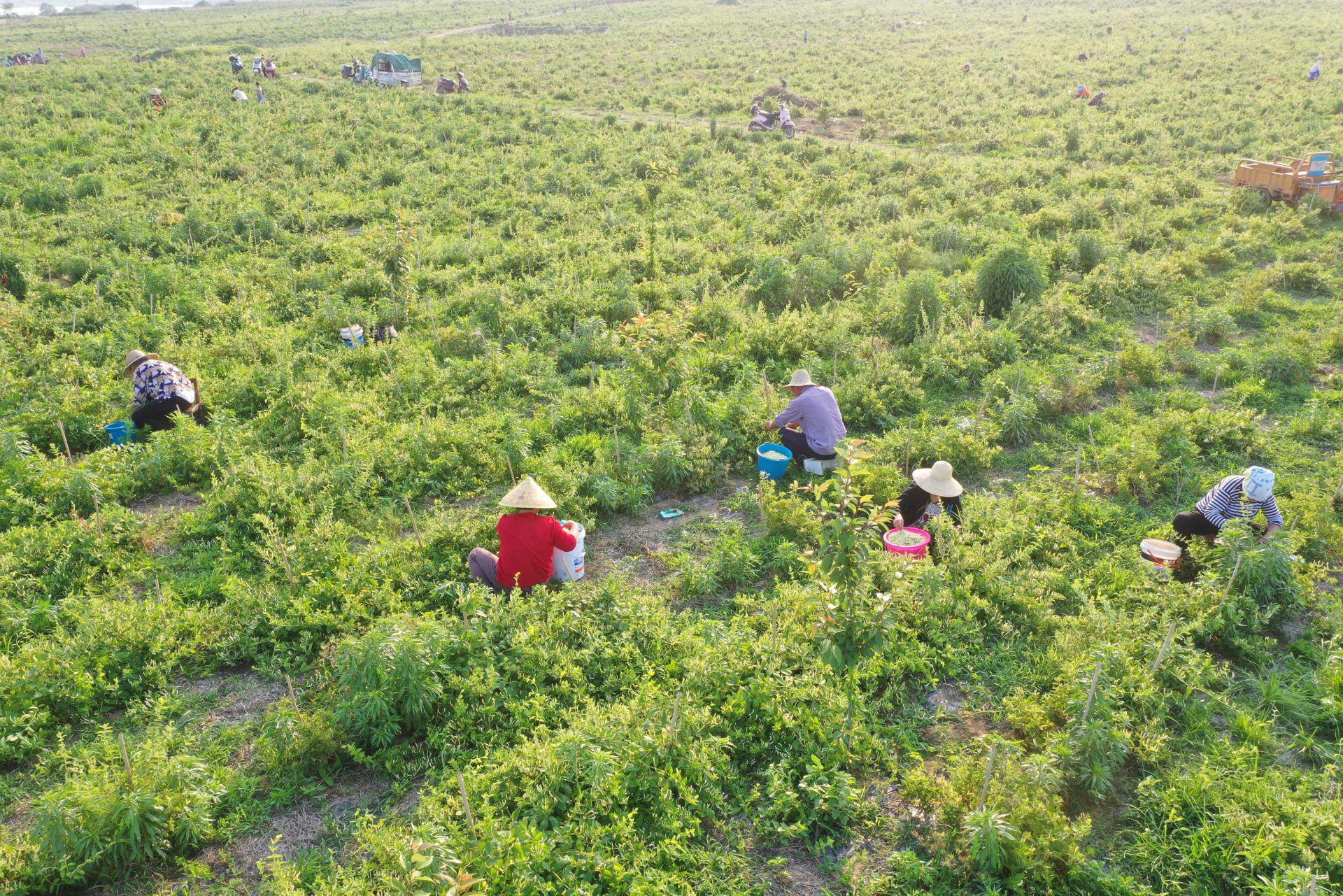 井头村金银花种植基地150亩地金银花次第开放