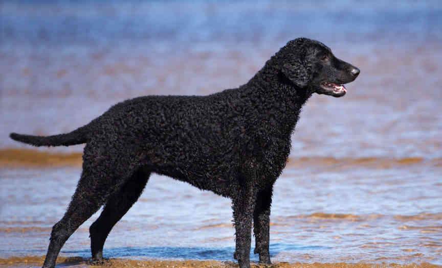 207个品种纯种犬介绍四(切萨皮克湾寻回犬和卷毛寻回犬)