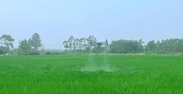 浦北县泉水镇:土地流转兴产业 "撂荒地"变"致富田"