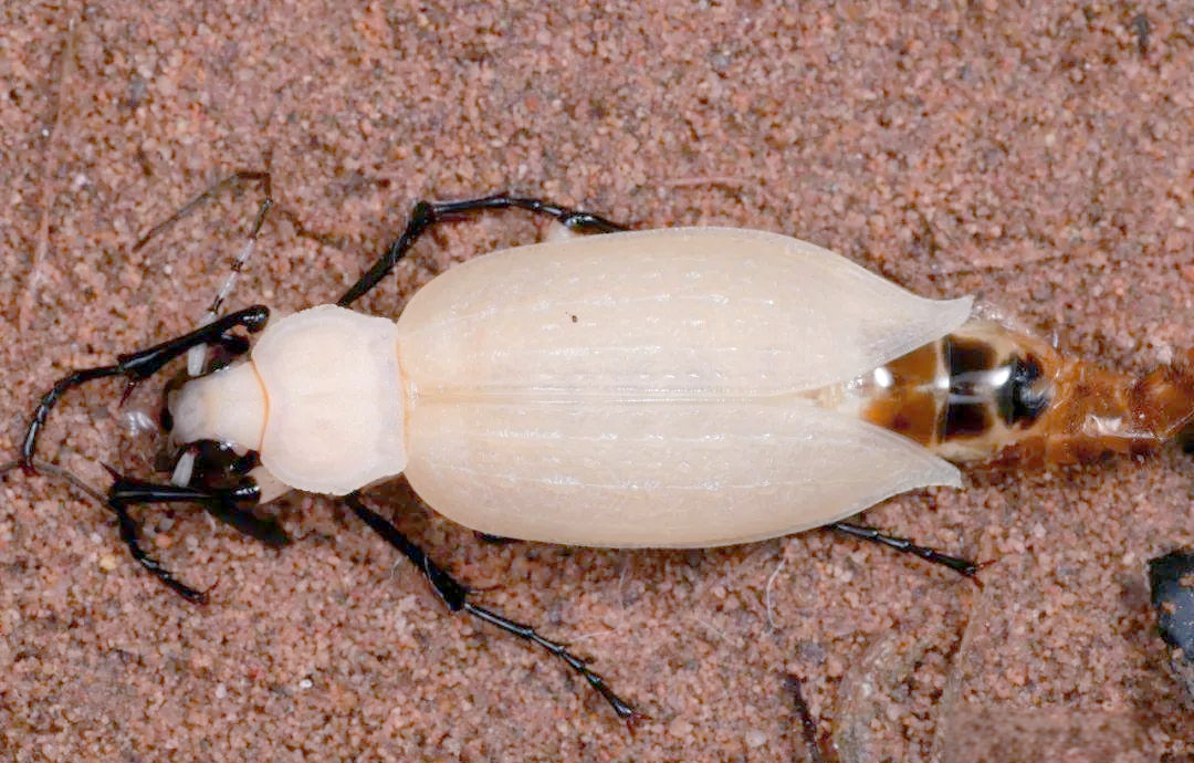 探秘拉步甲:昆虫世界中的独特生命