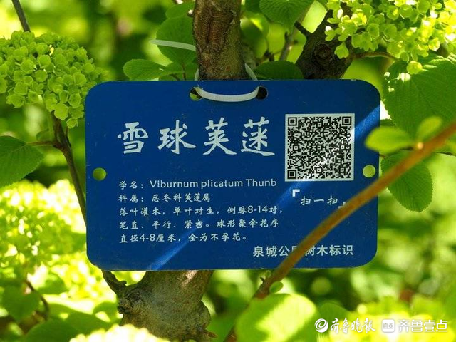 雪球荚蒾又名"粉团花",翠绿洁白济南很稀罕