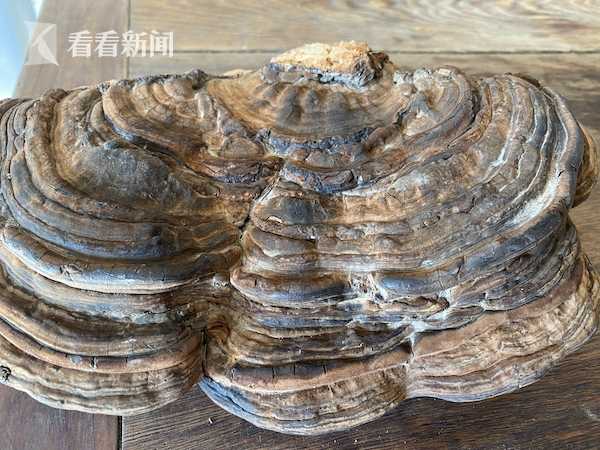 老伯疏通下水道挖出30厘米长灵芝 医生:别乱吃!