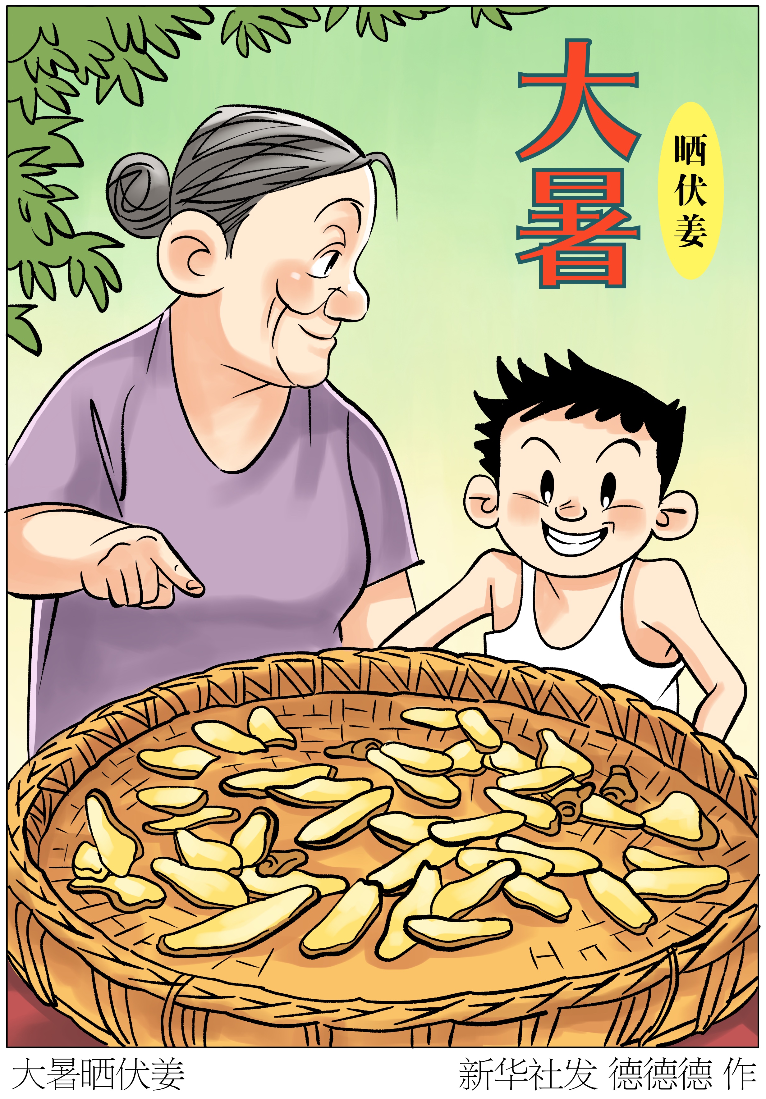 「节令之美·大暑」大暑晒伏姜