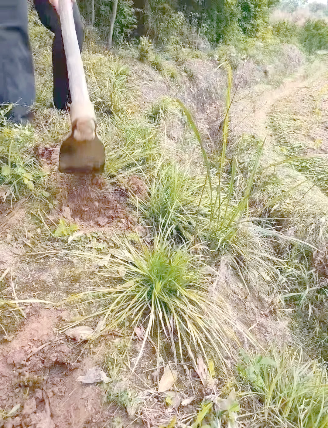 野生麦冬:一种具有多重功效的养阴中药
