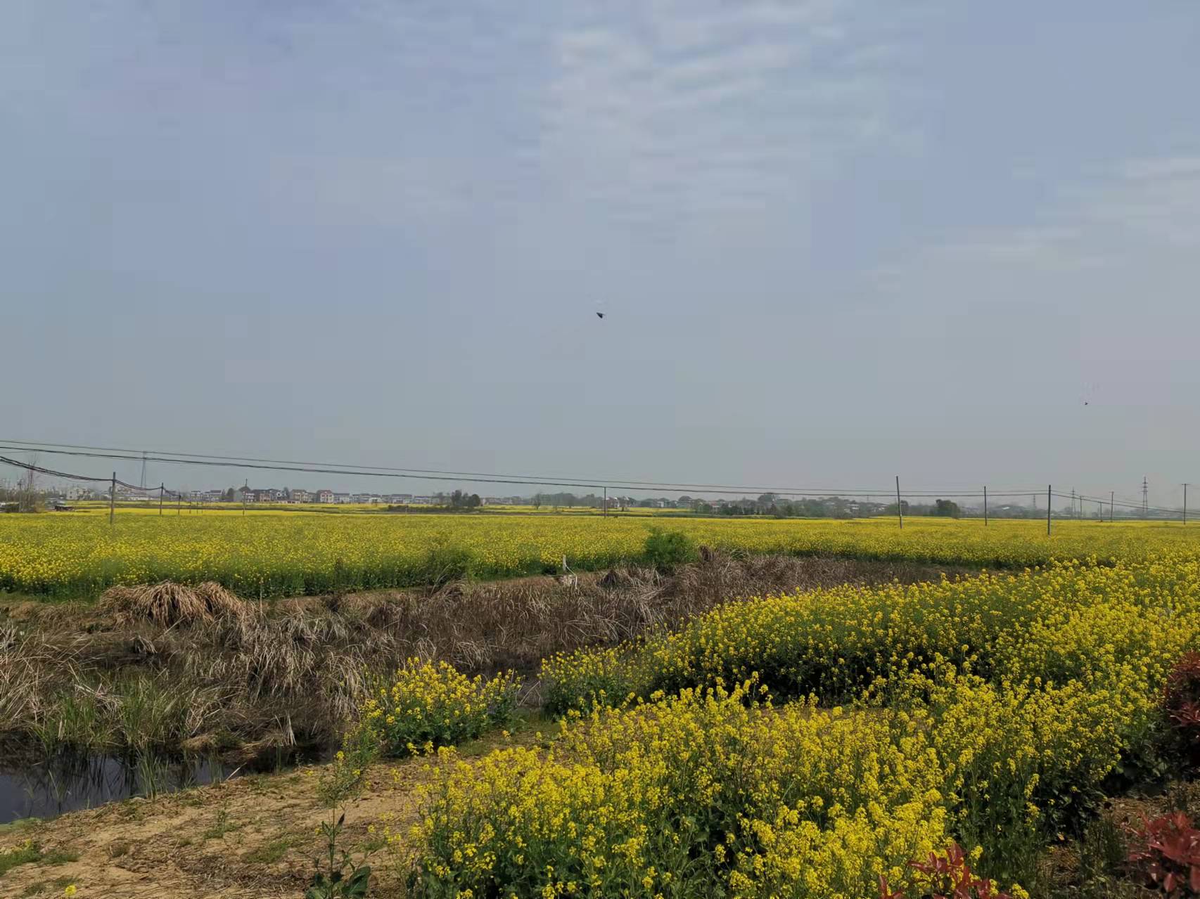 安九公路春日即景