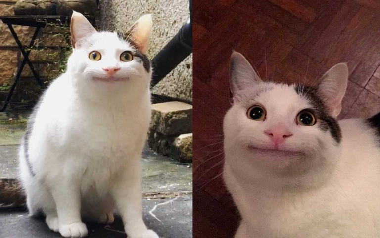 假笑男孩在线营业,这只喵星人告诉你如何"高情商"的微笑应对尴尬