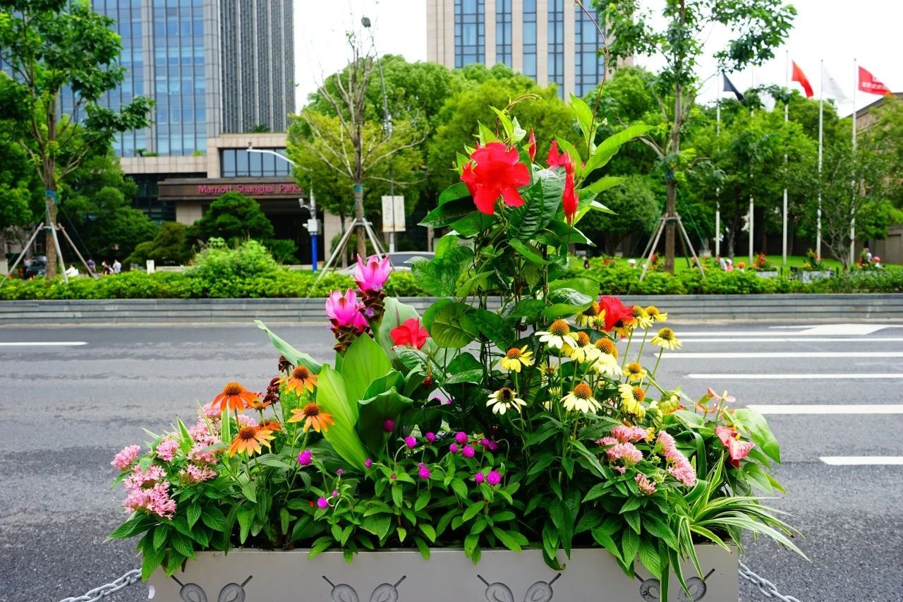 荷花松果栽进道路花箱? 广中路花箱换上崭新夏装