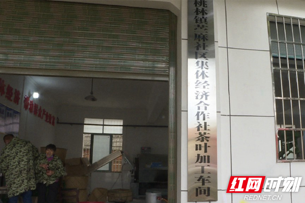 同心奔小康丨临湘市桃林镇:茶产业壮大集体经济 助力乡村振兴