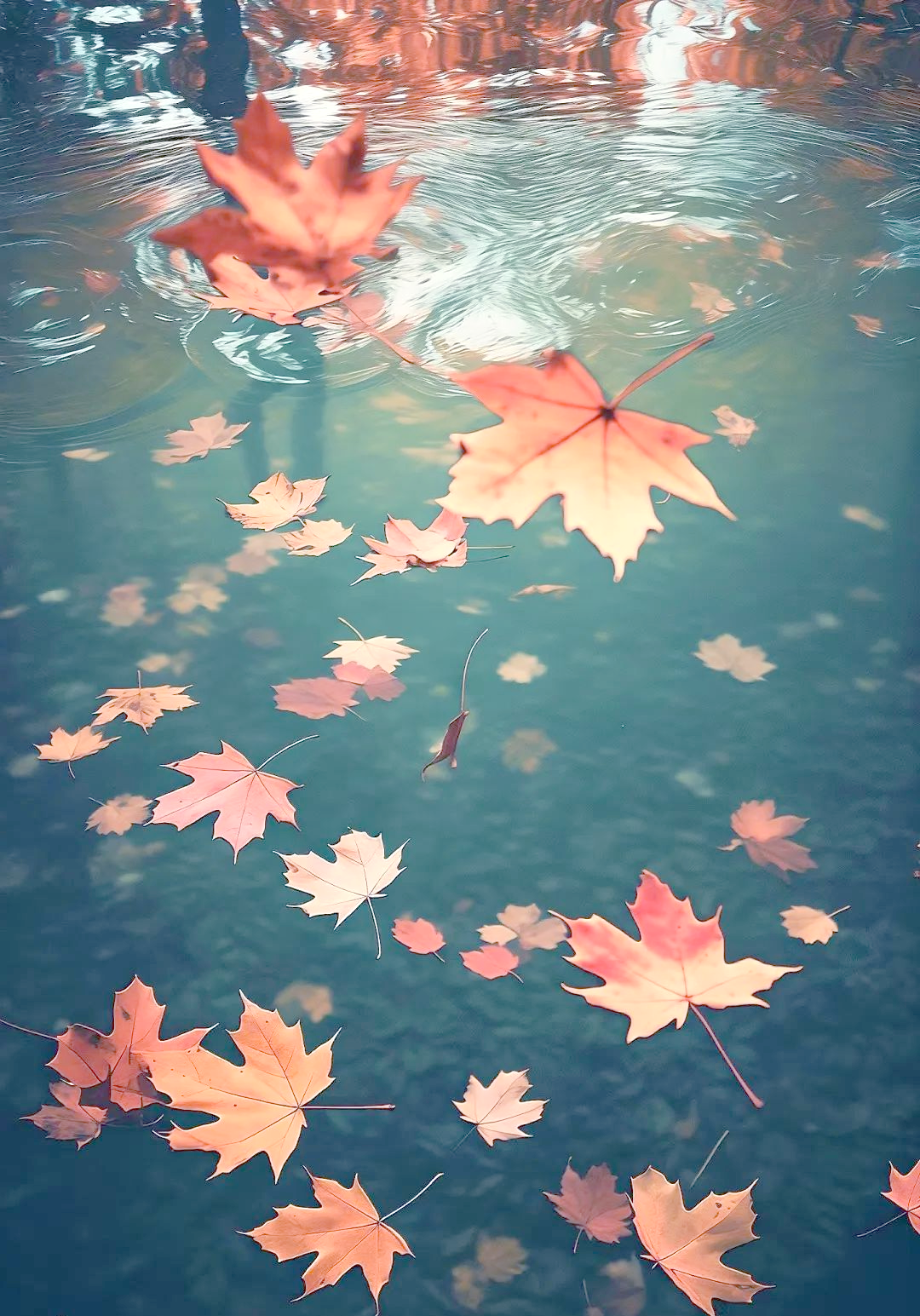 古人笔下的落叶诗词,蕴含多少秋日浪漫与惊艳