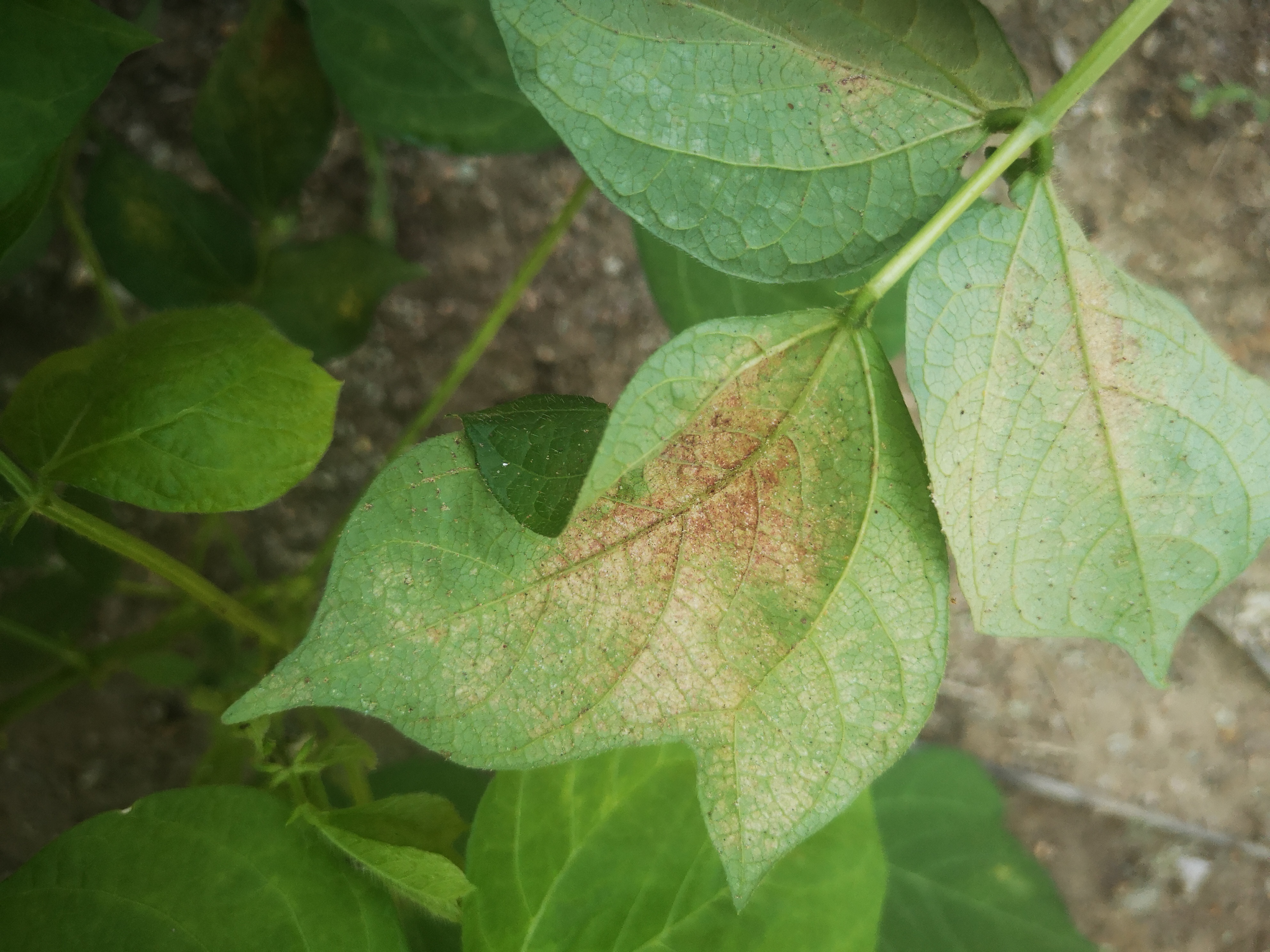 植物锈病多种多样,认准病害种类,选对药剂和方法,及时有效控制