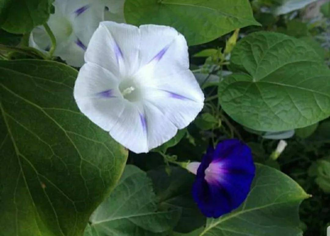 月光草怎么养?盆栽月光草的养殖方法和注意事项!