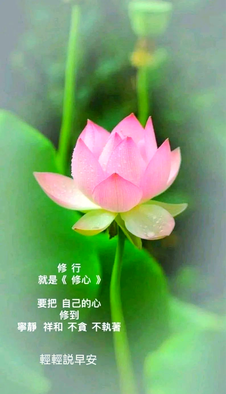 清晨的莲花祝福:开启活力四溢的美好一天