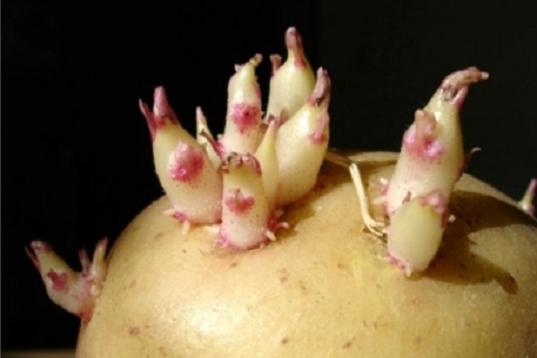 植物的无性生殖