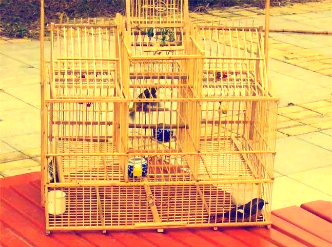 踏笼捉鸟的多样经验分享