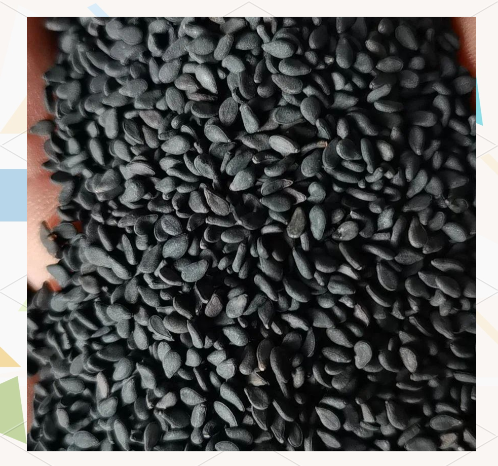 5月,正是种植黑芝麻的好时节,推荐一个高油品种