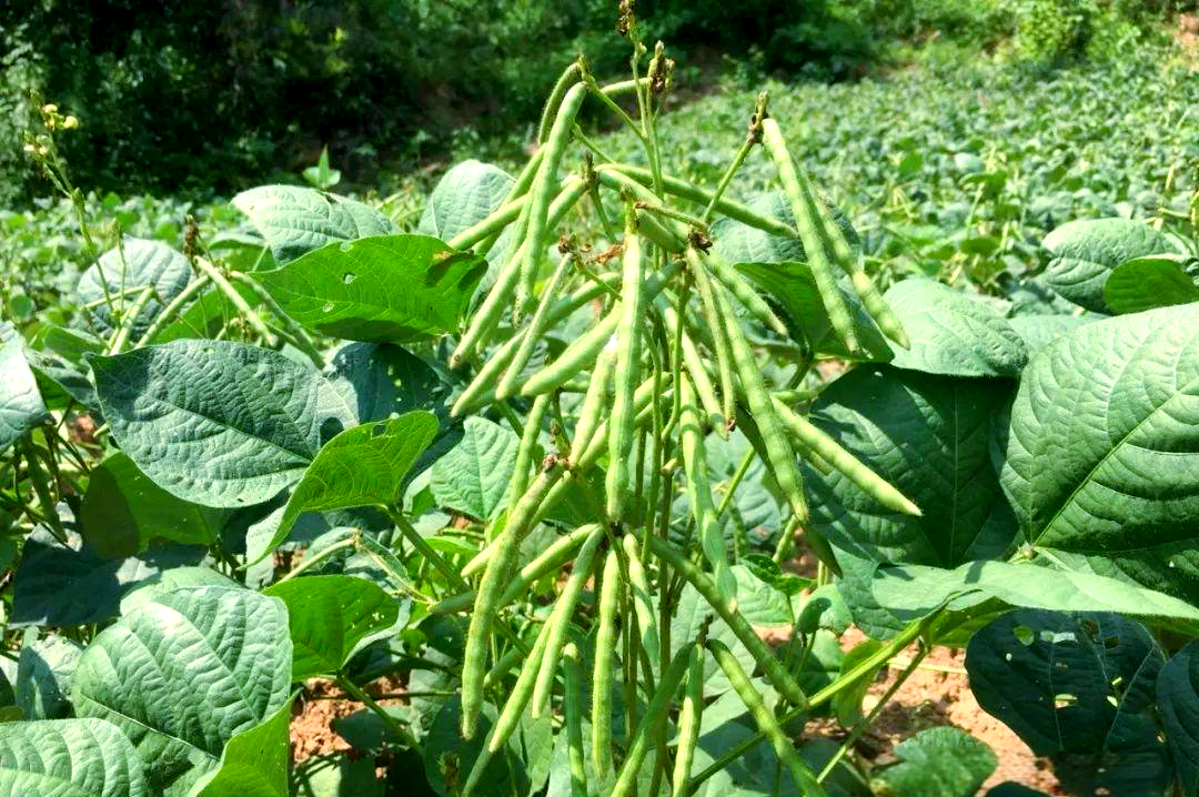 绿豆种植管理的关键要点:从选种到采收,助你实现高产目标
