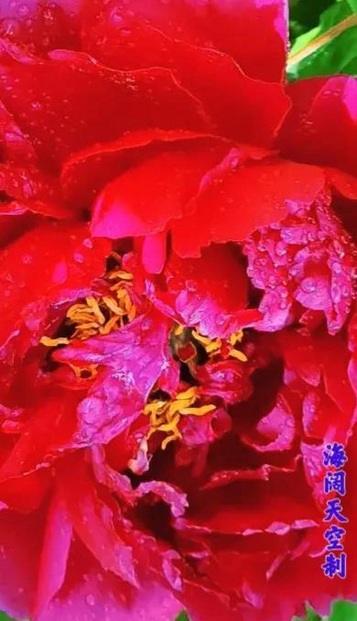 #春暖花开等你赏# 分享美丽鲜花盛开的牡丹花图片. 鲜艳夺目,雍容美丽