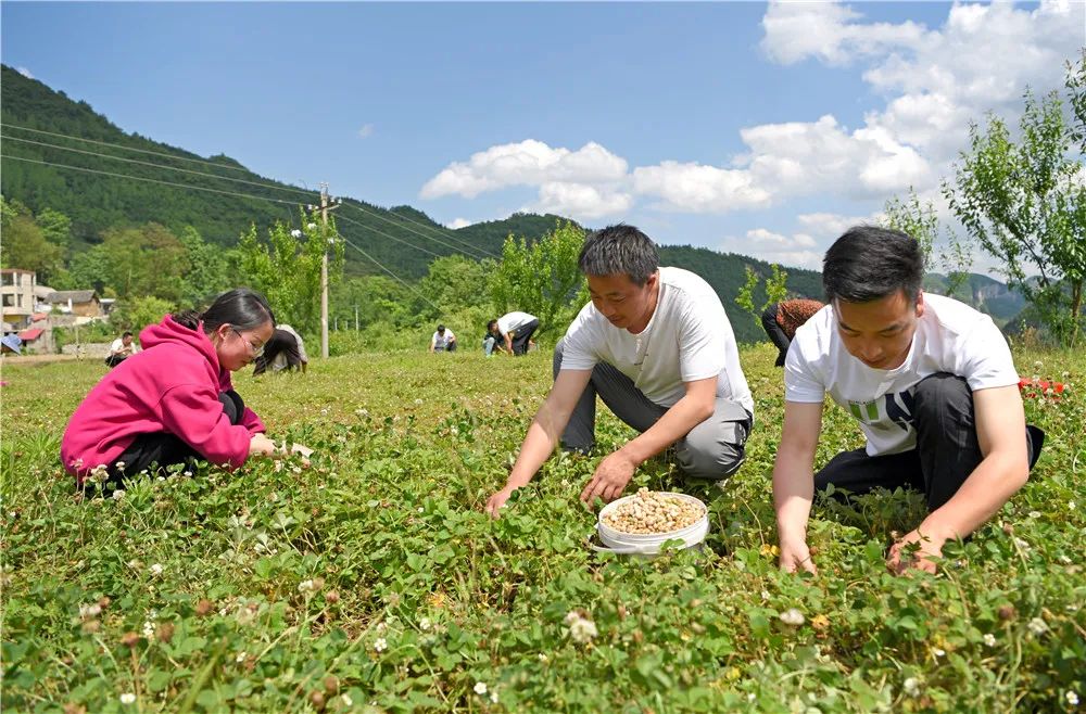 鄉村振興|黔西市觀音洞鎮:黃毛草莓助農增收