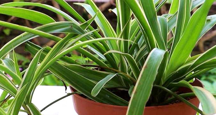 释放氧气的植物有哪些