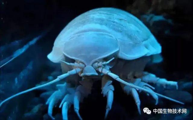 大王具足虫时隔两年再次排便引轰动