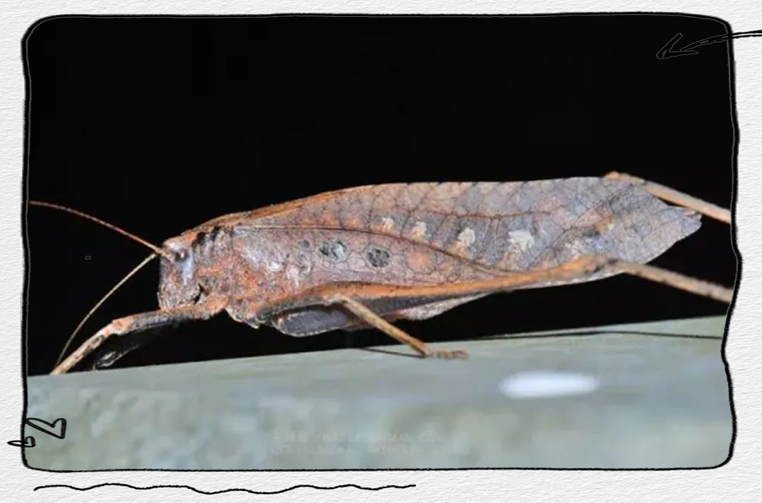 纺织娘:独特的听觉能力与多彩的生活习性