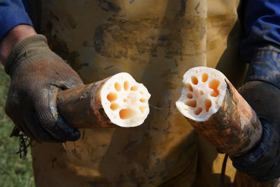 美团买菜"本地尖货"品牌计划武汉站启动 洪湖莲藕最快30分钟送到家