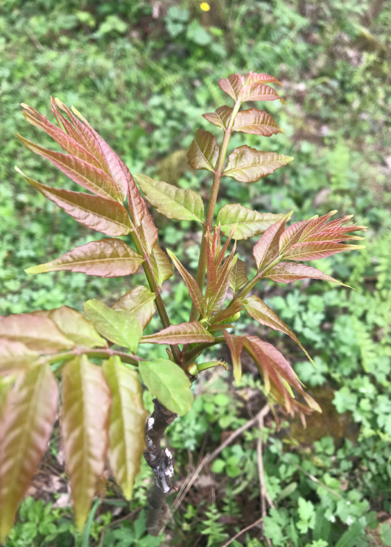 漆树和春芽树有什么区别