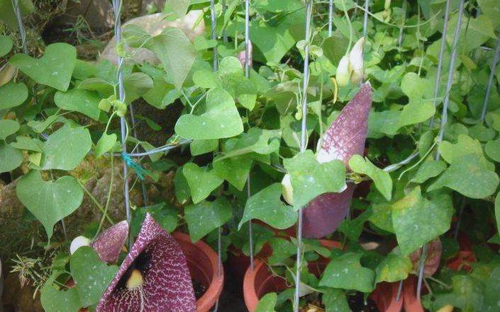 农村的野草背蛇生,具有驱蛇虫与清热解毒的双重功效