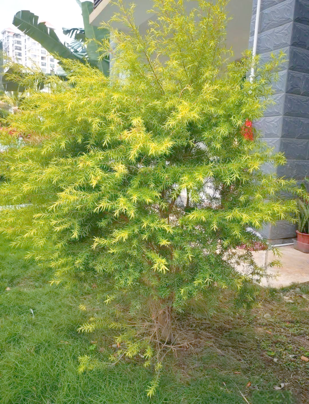 黄金串钱柳:探索海南的独特植物