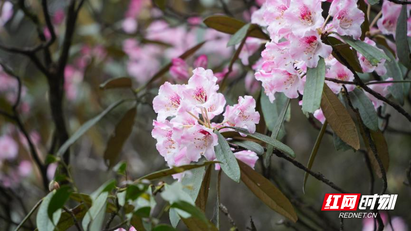 湖南莽山杜鹃花季节图片