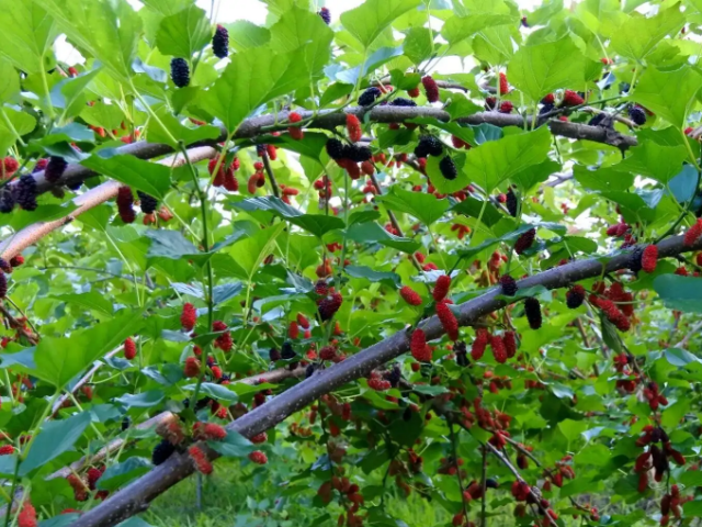 扶苏是什么植物?