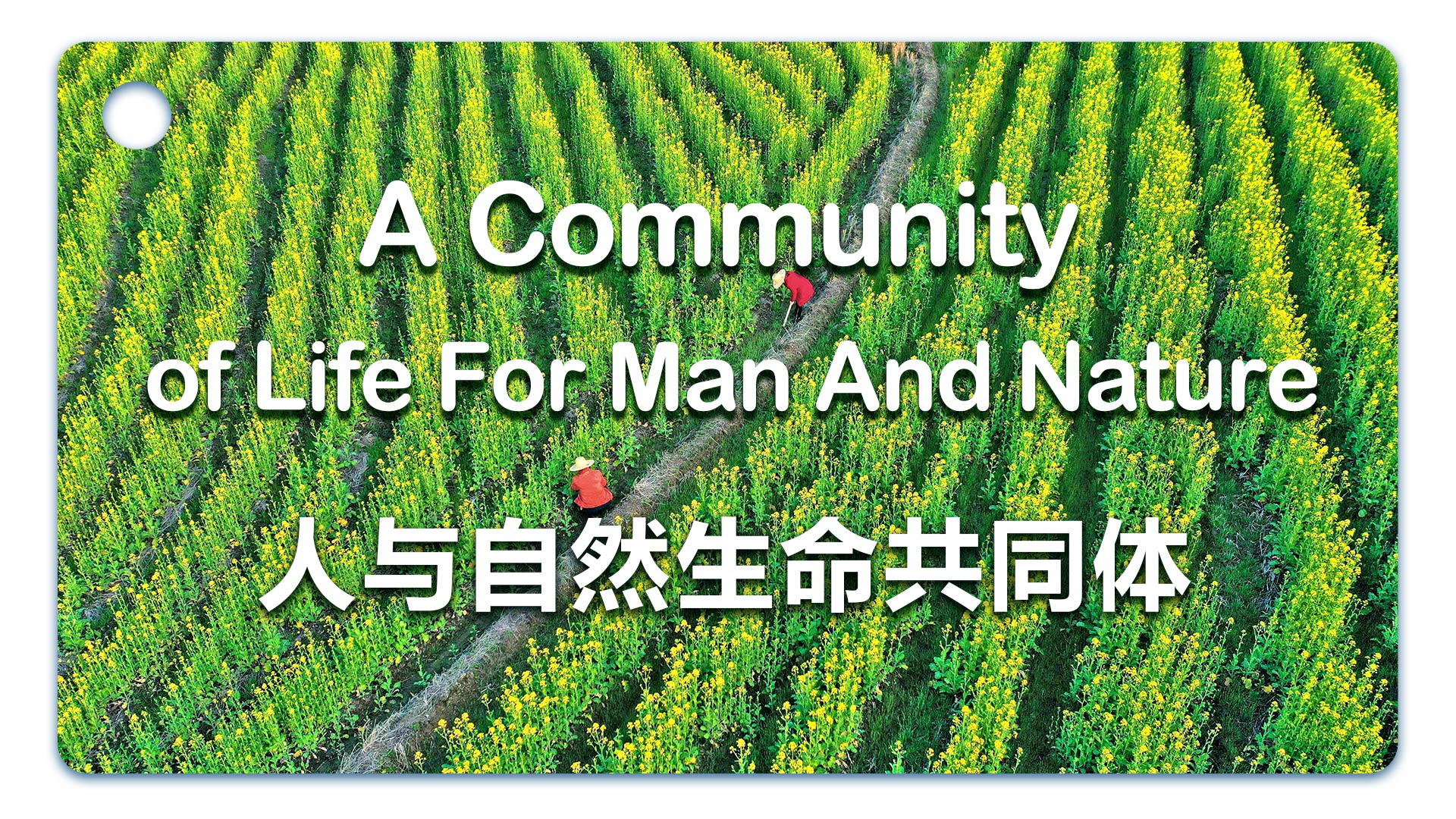 学习词典丨a community of life for man and nature——人与自然生命