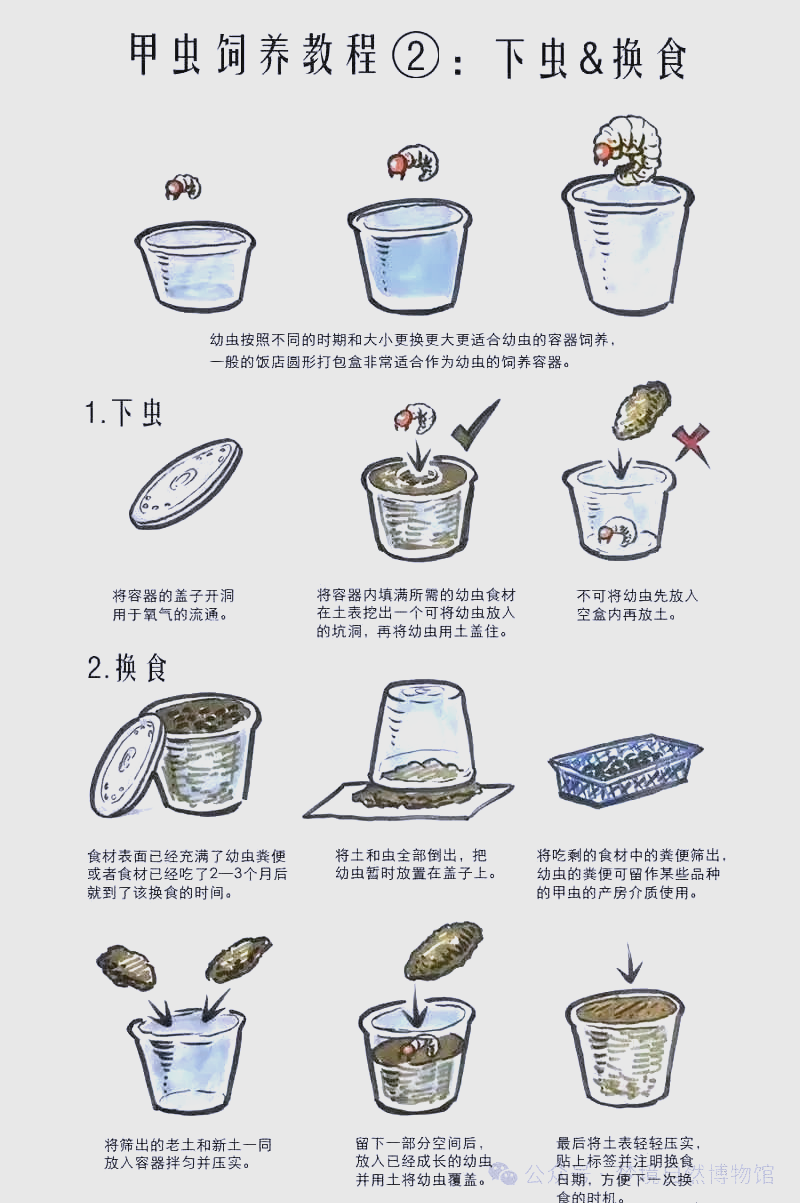 独角仙幼虫成长指南:见证生命的奇妙之旅