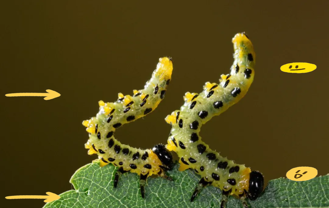 毛毛虫的足部探秘:众多小脚丫的放大之旅