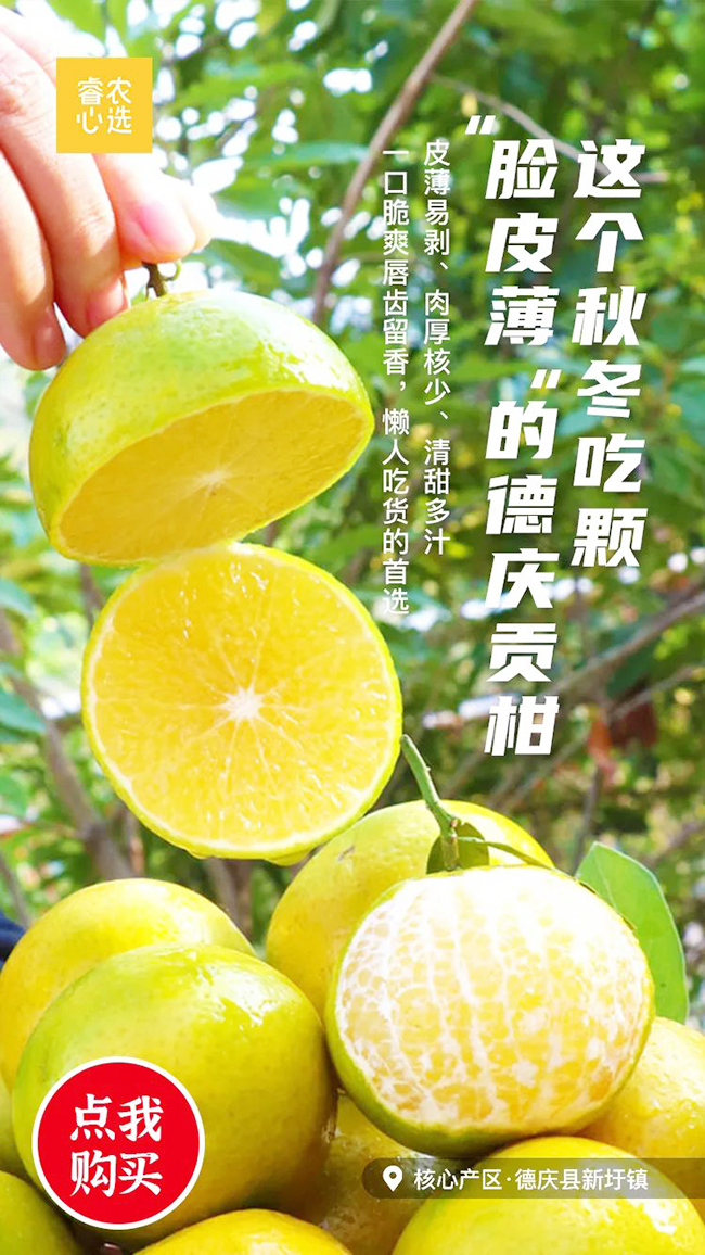数字化赋能品质升级,海睿数字果园-德庆贡柑正式开摘上市!