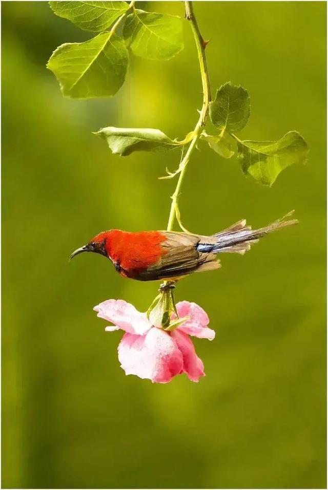 美丽花鸟壁纸