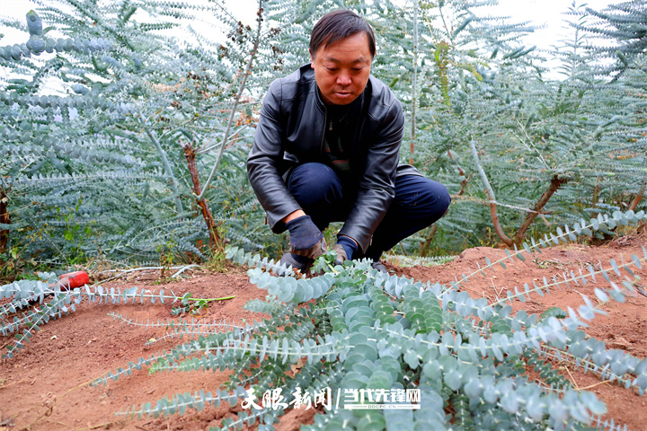 「"千人百进"蹲点采访」威宁自治县玉龙镇大寨社区:绿色"钱串"分外香