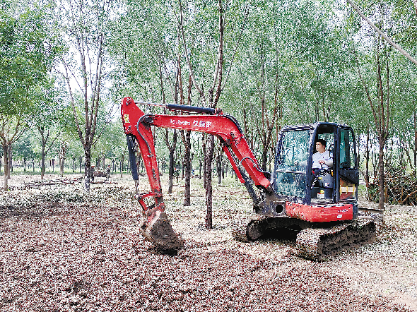 林业工人正操纵挖掘机,建设一座小公园.