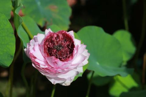 古猗园神奇宝贝"千瓣莲"