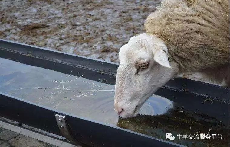 冬天羊不喝水怎么办?冬季羊群饮水的注意事项