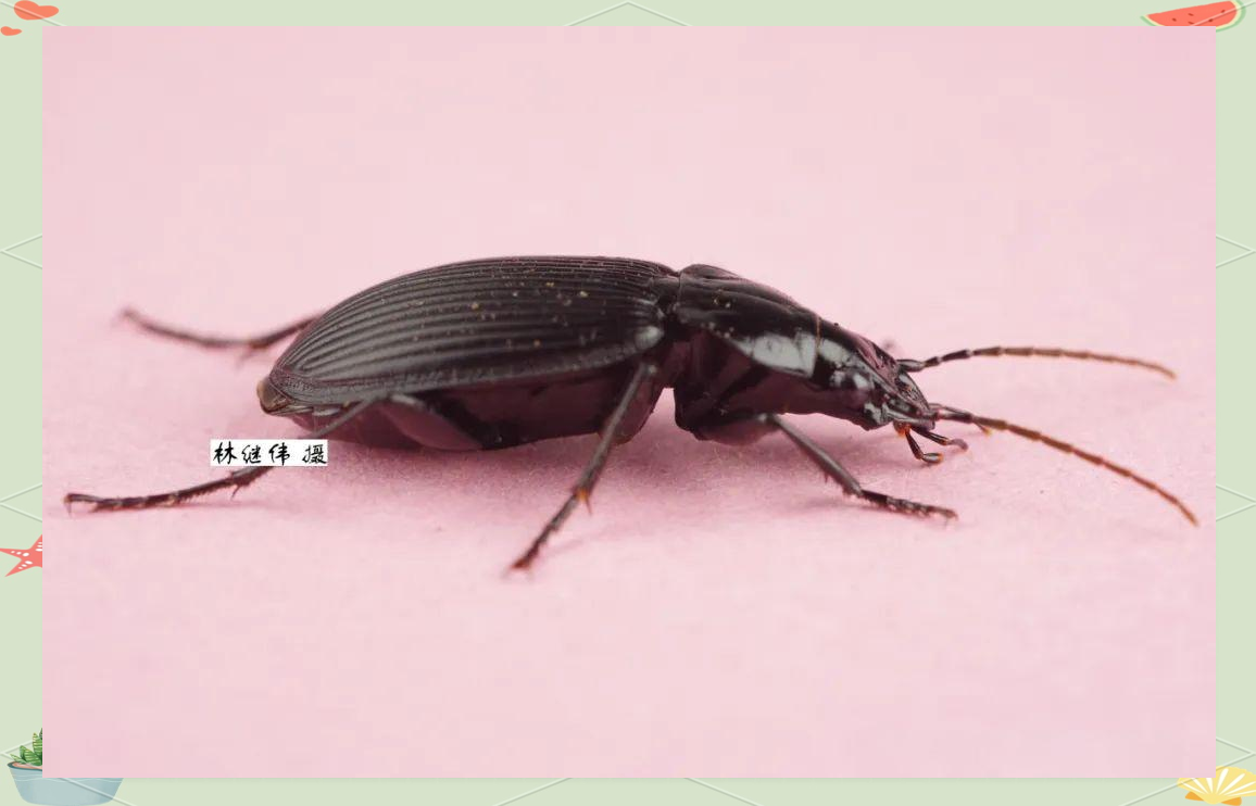 多种鞘翅目昆虫介绍及照片分享