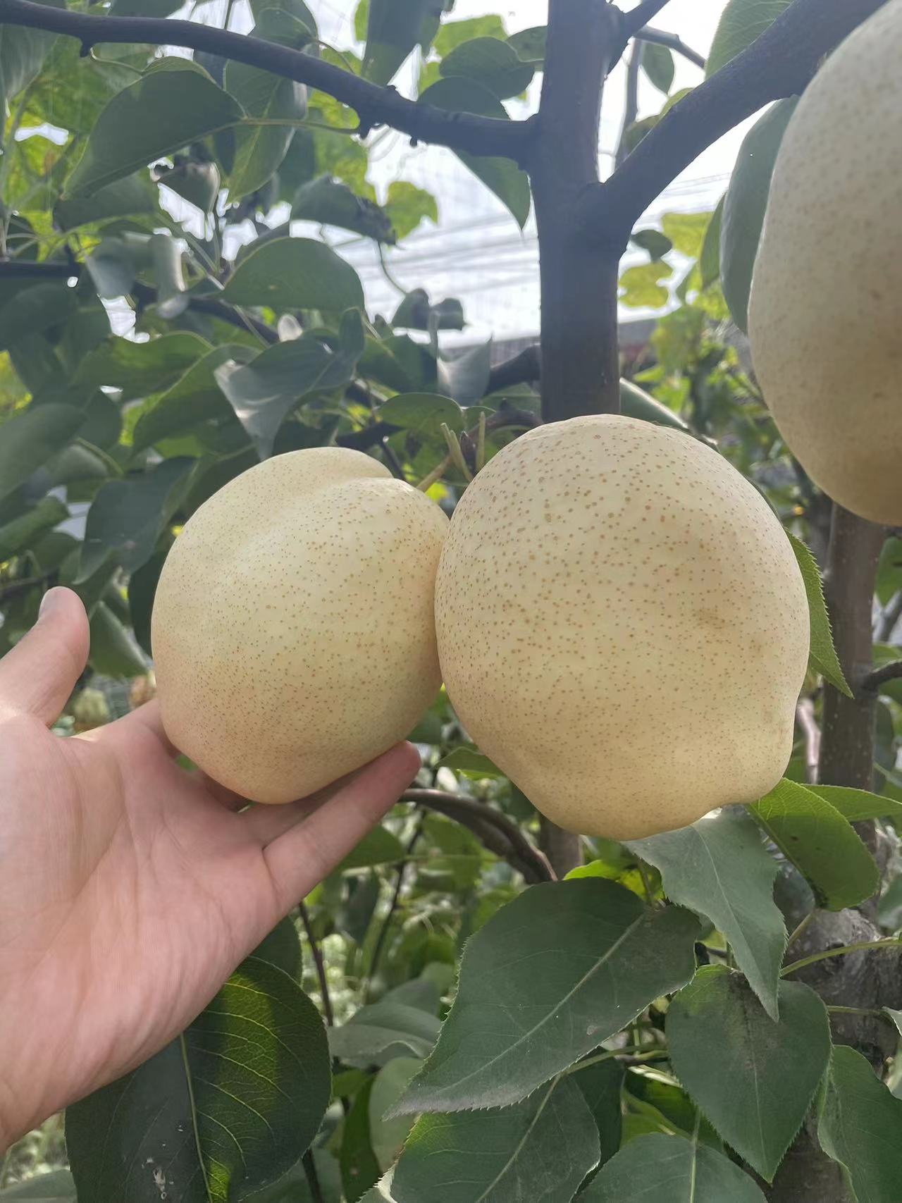 绿宝石梨树苗品种介绍,早熟绿宝石 梨树苗基地