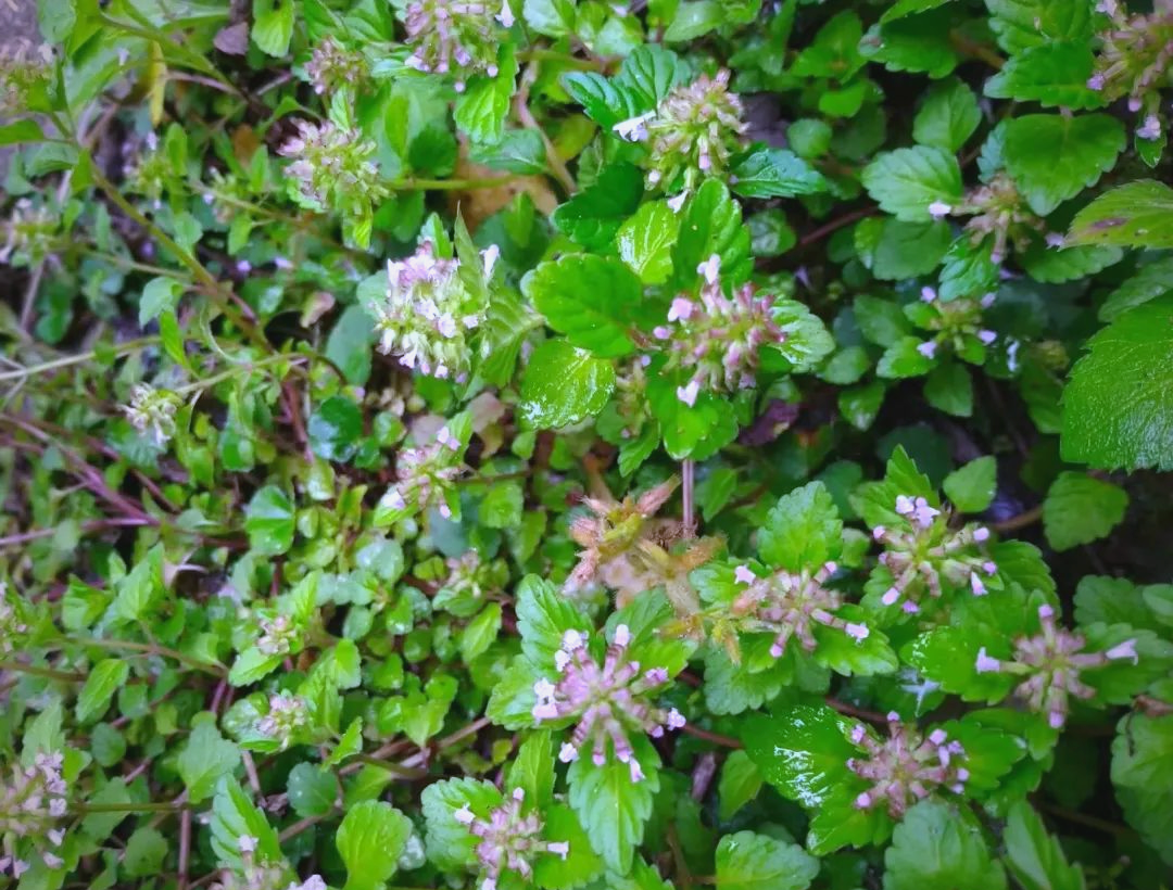 消炎风轮菜:一种具有多种功效的草药