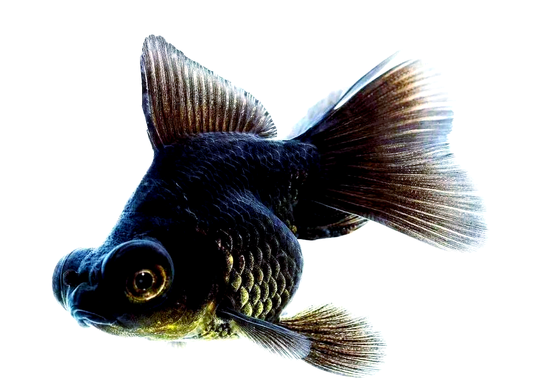 素描动物黑金鱼绘画技巧分享