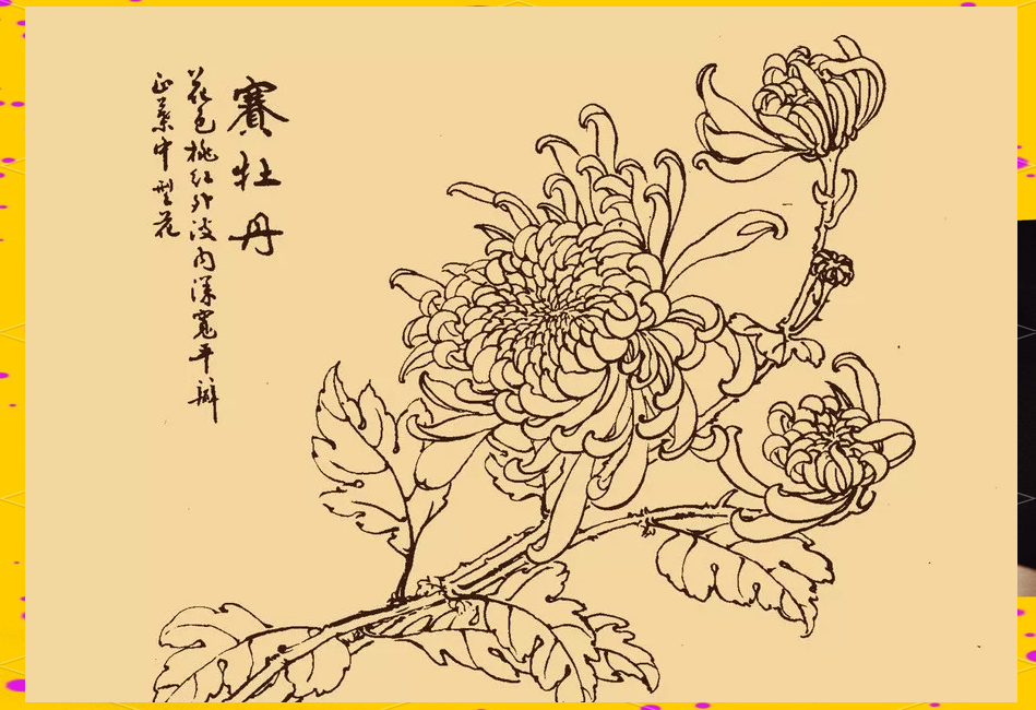 菊花白描画技巧与步骤详解