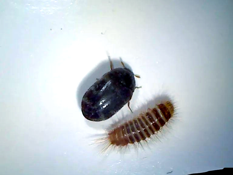检疫性有害生物黑斑皮蠹的介绍与防治方法