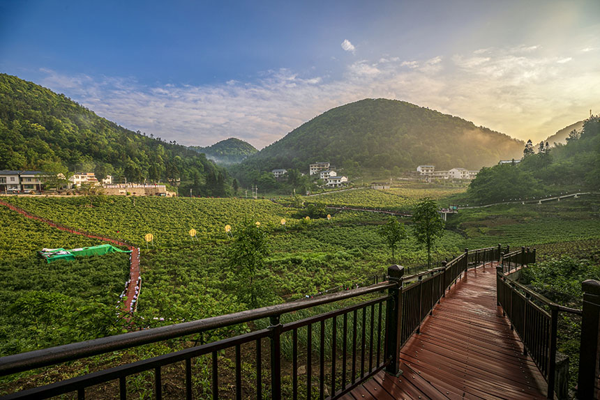 湖北建始:玫瑰花開產業興